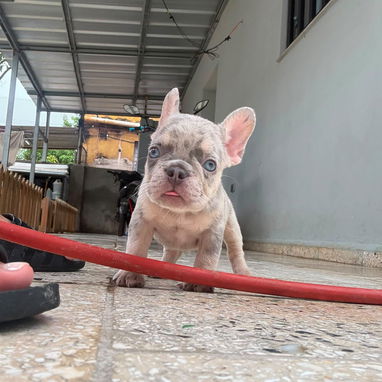 Bulldog francés exóticos - Img 125542461
