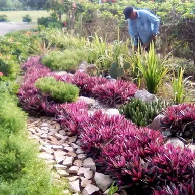 servicios de Jardinería y Limpieza - Img 118921289