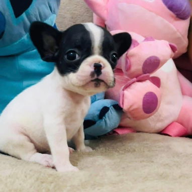 Hermosos Bulldog Francés🇫🇷🐮🐾🎁🐶 - Img 122200474