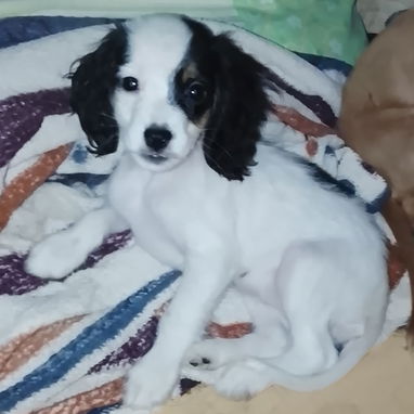Venta de coker spaniel contactar con 55000733 - 3/3