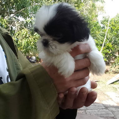 TENEMOS TODO TIPO DE PERROS PURA RAZAS DISPONIBLES - 8/10