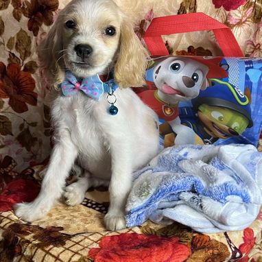 Venta de coker spaniel contactar con 55000733 - 3/4
