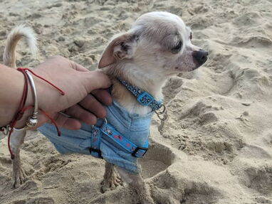 Chihuahua mini macho pesa 1,2 kg - Img 64311833