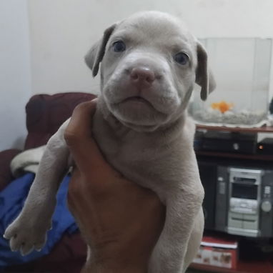 Cachorros de putbull - 3/5