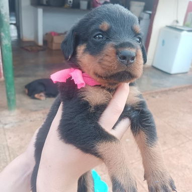ROTTWEILER,ambos sexos,en 350 USD o equivalente en moneda nacional,TENGO MENSAJERÍA,tienen 43 días y están desparacitado - 5/10