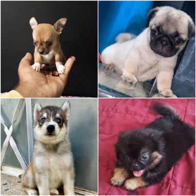 🐾 VARIEDAD DE RAZAS DISPONIBLES WHATSAPP 58746643 🐾 - 2/10
