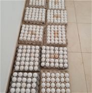 Cartones de huevos - Img 45690589