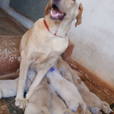 Cachorros de labrador retriever - 2/3