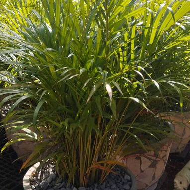 Venta plantas ornamentales - Img 119199640