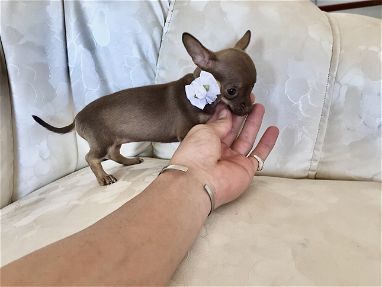Chihuahua hembra chocolate - Img 69087612