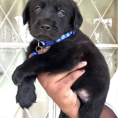 😍 HERMOSOS CACHORROS LABRADOR RETRIEVER 😍 - Img 116890021