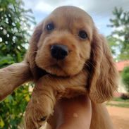 Cocker Spaniel !!!! - Img 57874380