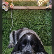 ((( COCKER SPANIEL HEMBRA  WHATSAPP 58746644 ))) - Img 55894607