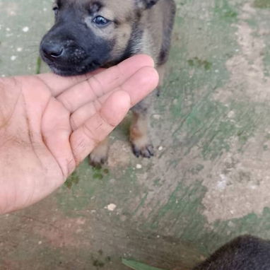 Variedades de raza.dalmata.husky.pastor belga malinoe.pastor aleman.pastor suizo. Boxer.cocker.pequine.yorky. - Img 124683564