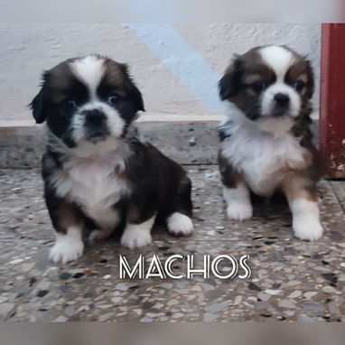 Cachorros Pequines - Img 125885253