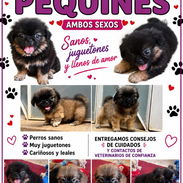 VARIEDAD DE RAZAS WHATSAPP 58746643 - Img 57181529