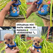 chihuahua cabeza manzana - Img 56880560