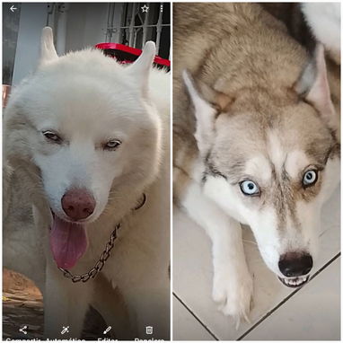 (((( HUSKY SIBERIANO AMBOS SEXOS  BETTY MASCOTAS WHATSAPP 52506841 )))) - 2/2