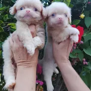 🐶✨ 🐾 SPANIEL TIBETANOS MACHITOS 🐾 BETTY MASCOTAS WHATSAPP 52506841 ✨🐶 - Img 56504937