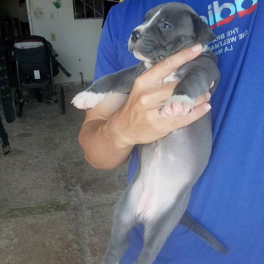 Cachorros Pitbull bully. 200 usd - Img 122571286