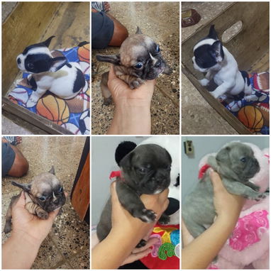 🐾❤️🐶 ¡BULLDOG FRANCÉS, CHATICOS ENCANTADORES! 🐶❤️🐾 WHAT'SAPP 52506841  🐾 - 4/8