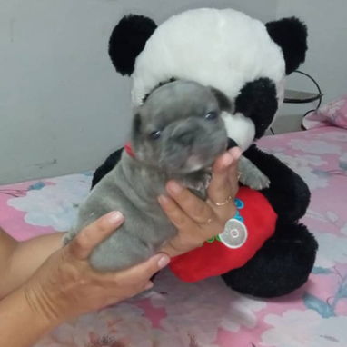BULLDOG FRANCES,ambos sexos,azules en 1000 USD y negros en 600 USD o equivalente,TENGO MENSAJERÍA,tienen 33 días - 3/10