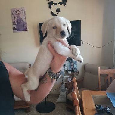 Lindos labradores - 2/3