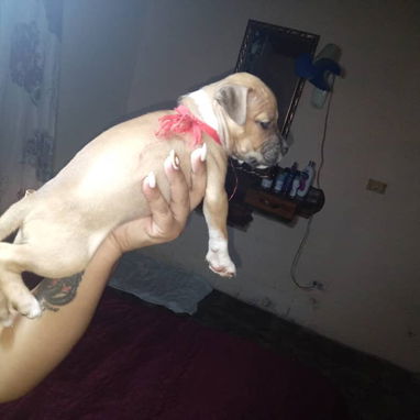 Hermosos cachorros.pitbull.shitzu.chihuahua.bulldog francés.cocker . husky.entre otros. - 2/2