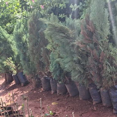 Arbolitos para adornar tu jardín con mensajería incluída - 2/2