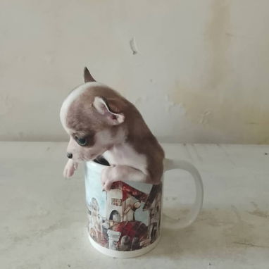 Chihuahua - 6/8