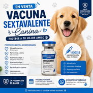 Vacunas sextavalentes calidad garantizada para tus mascotas 54496924 - Img 56132644