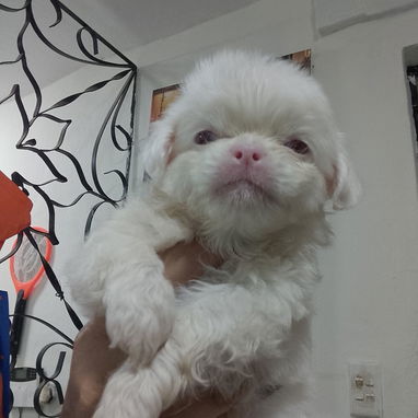 MASCOTAS LEGÍTIMAS ,Calidad y garantía - Img 123172864