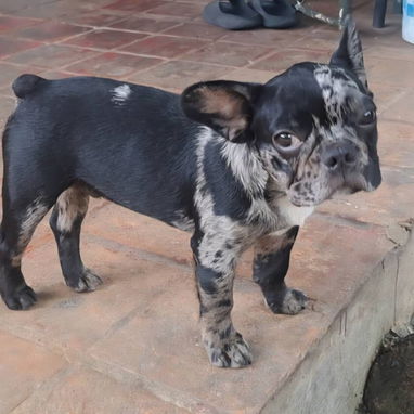 BULLDOG FRANCES COLOR EXÓTICO,macho,en 550 USD o equivalente,TENGO MENSAJERÍA,tiene 5 meses y está VACUNADO. - Img 123446160