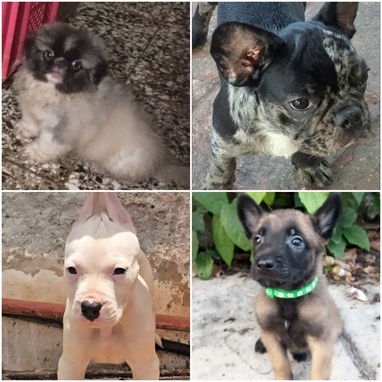 💜💜💜* 🐶¿BUSCAS UN CACHORRO?* EN BETTY MASCOTAS TE AYUDAMOS A ENCONTRAR TÚ FIEL COMPAÑERO WHATSAPP 52506841  💜💜💜 - Img 122643033