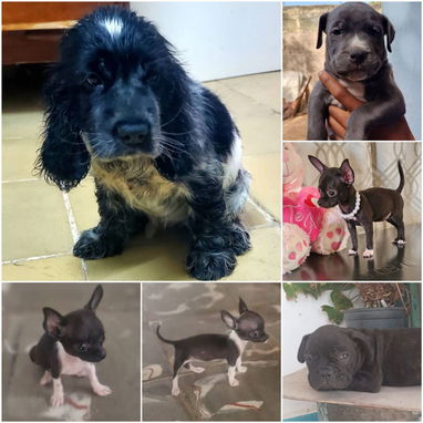 • • • • RAZAS CANINAS PARA ELEGIR BETTY MASCOTAS WHATSAPP 52506841 • • • • - Img 126180670