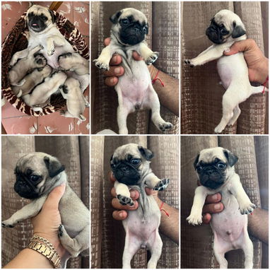 🐾✨ SUS VENTAJAS POR LA COMPRA BETTY MASCOTAS WHATSAPP 52506841 ✨🐾 - 9/10