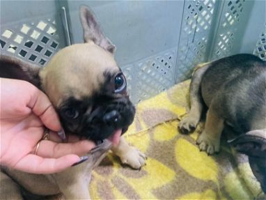 Cachorros en venta Dogo argentino ,Chihuahua  , yorky ,bulldog francés ,Pug 53818081 - Img 67802796