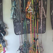 Aéreos y correas para perros medianos y grandes - Img 58006883