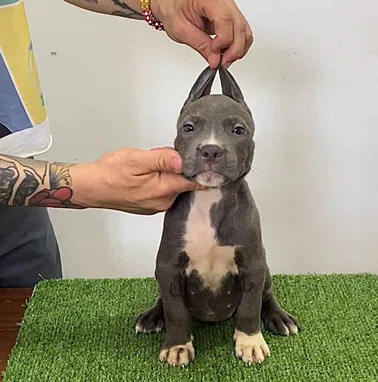 💜 🐾 Cachorros  American Bully Pocket, Pitbull, Pequinés, Labrador Shih Tzu Beagle, Pug, Chihuahua. BETTY MASCOTAS🐾 💜 - Img 99414507