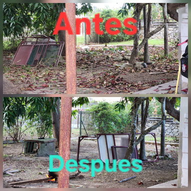 🚨 ¡ADIÓS A LAS PLAGAS! SERVICIO PROFESIONAL GARANTIZADO POR MIPYME 🚨 ​ - 6/6