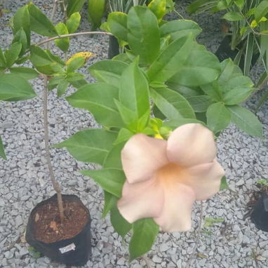 Servicio de jardinería 👩🏼‍🌾 - Img 125531583
