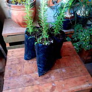 Posturas de Romero $350 o oferta especial de 3 x $1000 - Img 55502556