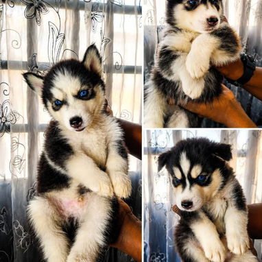 Huskys machos en venta - Img 125843602