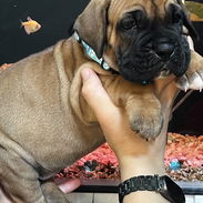 😍 BOXER 😍 - Img 55561583
