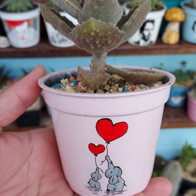 Cactus y suculentas - Img 123229483