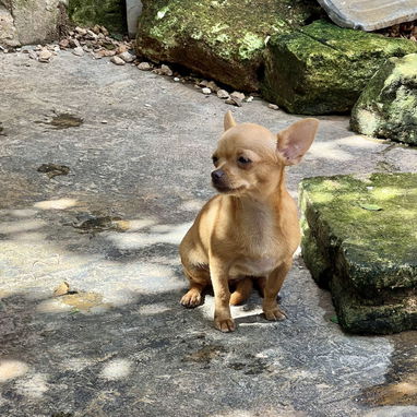 Chihuahua hembra cabeza de manzana de 5 meses - 5/9