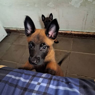 ((( PASTOR BELGA MALINOIS AMBOS SEXOS BETTY MASCOTAS WHATSAPP 52506841 ))) - Img 124198417