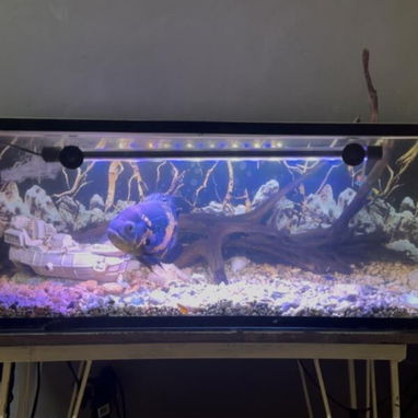 Pescera completa PECES+DECORACIÓN+FILTRO+MESA - Img 123098188