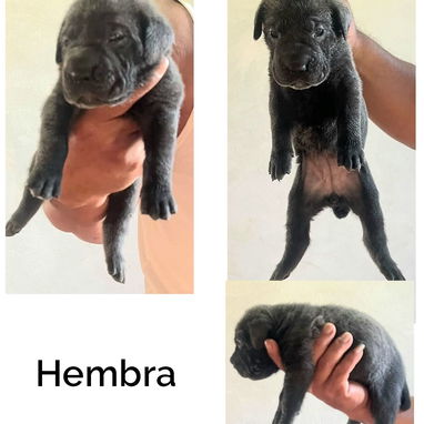 CACHORROS CANE CORSO CON PEDEGREE - 3/10