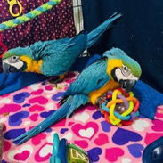 Healthy Blue and Gold (ale and Female) Macaws Ready for new homes! - Img 56129249
